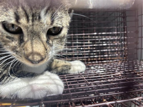 A662753, a cat for adoption from Harris County Pets