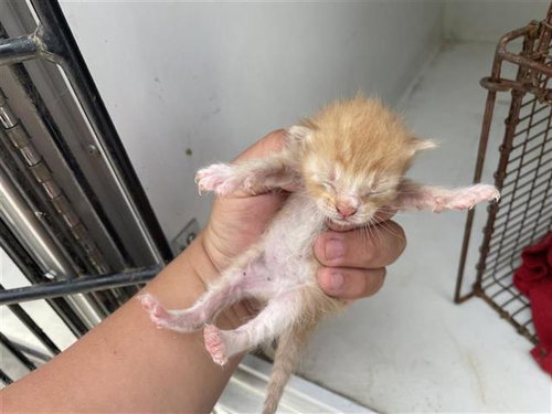 A662754, a cat for adoption from Harris County Pets