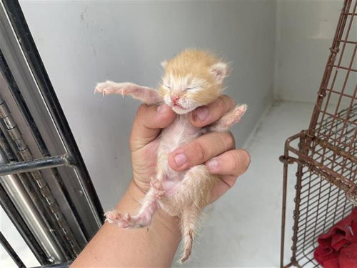 A662755, a cat for adoption from Harris County Pets