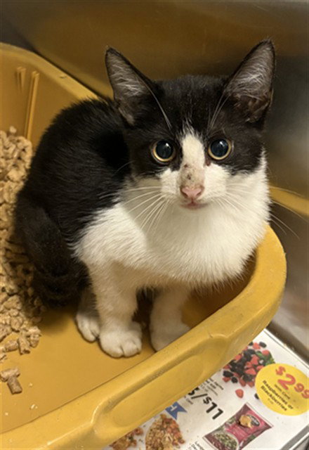 A662757, a cat for adoption from Harris County Pets