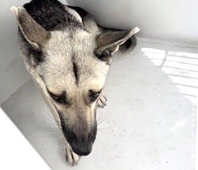 A662765, a dog for adoption from Harris County Pets