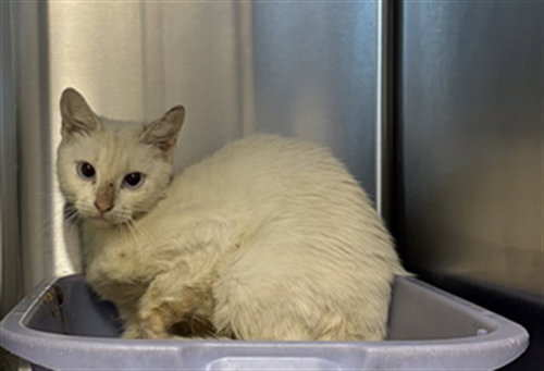 A662766, a cat for adoption from Harris County Pets