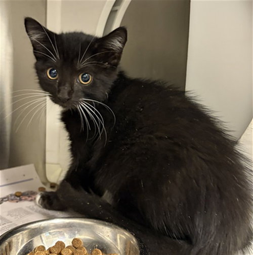 A662770, a cat for adoption from Harris County Pets