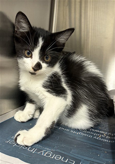 A662772, a cat for adoption from Harris County Pets