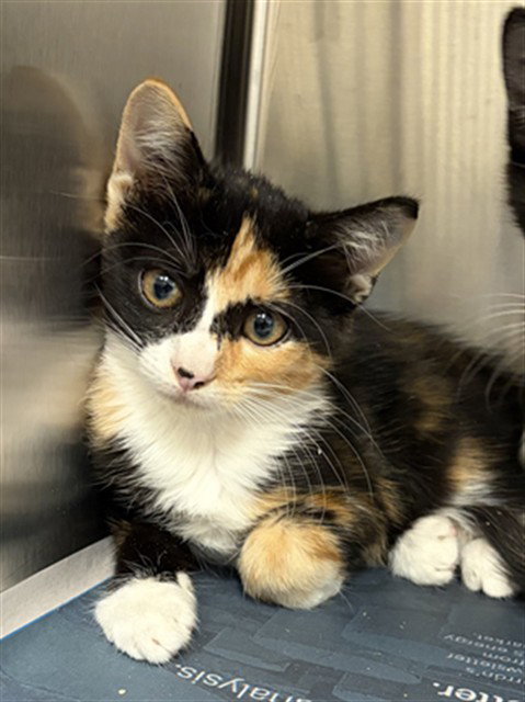 A662773, a cat for adoption from Harris County Pets