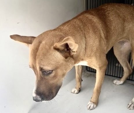A662782, a dog for adoption from Harris County Pets