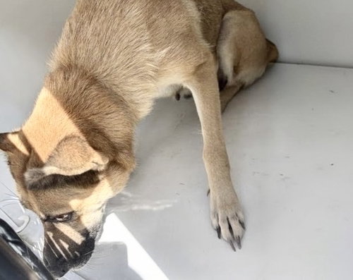 A662786, a dog for adoption from Harris County Pets