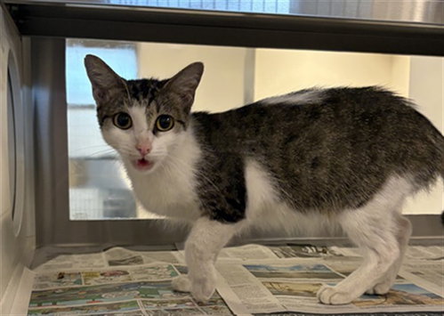 A662791, a cat for adoption from Harris County Pets