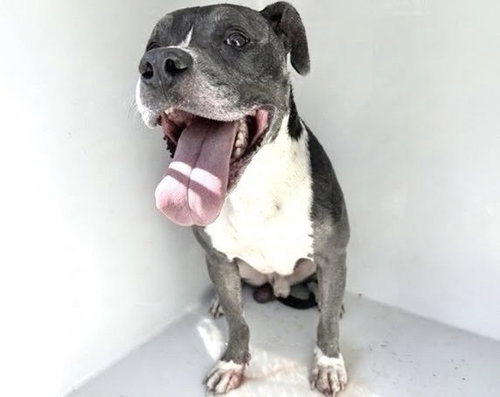 A662797, a dog for adoption from Harris County Pets