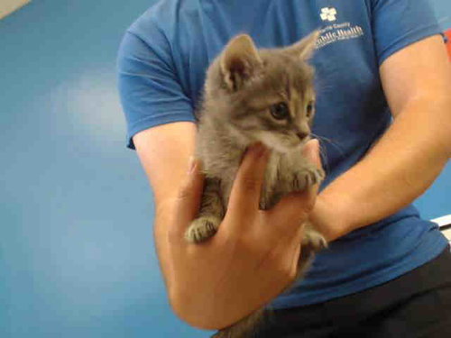 THOMAS BLUE, a cat for adoption from Harris County Pets