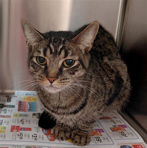 PAMELA, a cat for adoption from Harris County Pets