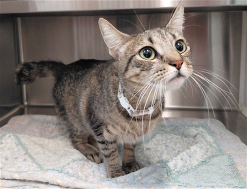 A662480, a cat for adoption from Harris County Pets