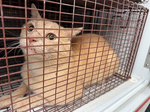 A662842, a cat for adoption from Harris County Pets