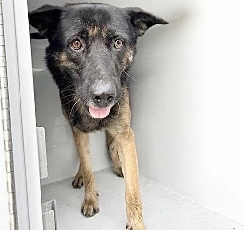 A662852, a dog for adoption from Harris County Pets