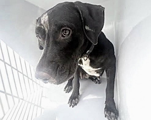 A662854, a dog for adoption from Harris County Pets