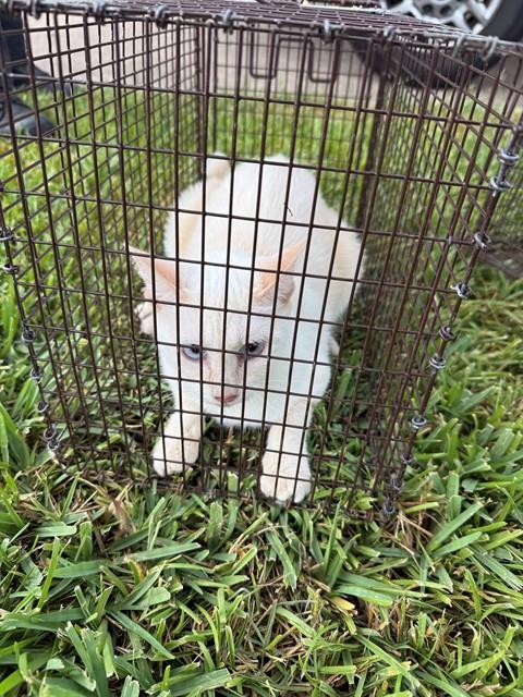 A662866, a cat for adoption from Harris County Pets