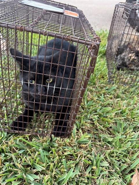 A662868, a cat for adoption from Harris County Pets