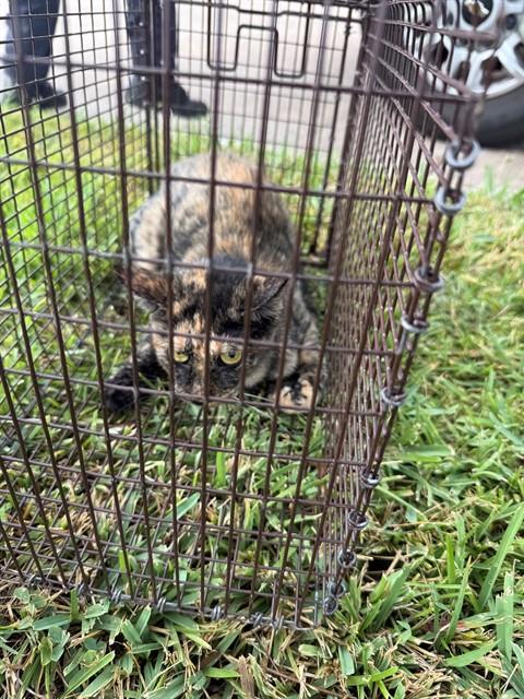 A662869, a cat for adoption from Harris County Pets