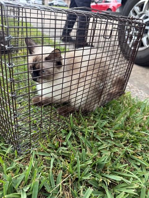 A662870, a cat for adoption from Harris County Pets