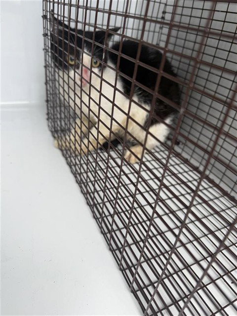 A662873, a cat for adoption from Harris County Pets