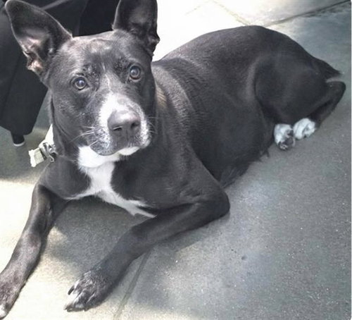 NOCHE, a dog for adoption from Harris County Pets