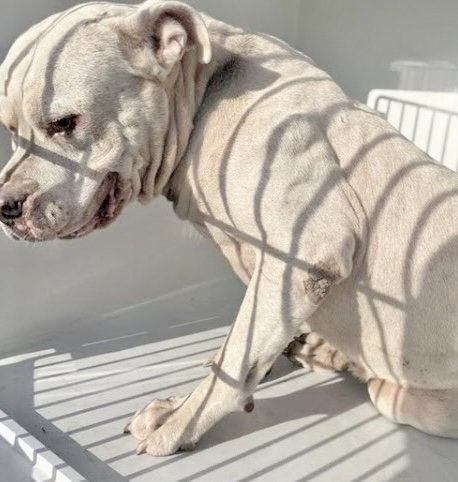 BLUE, a dog for adoption from Harris County Pets