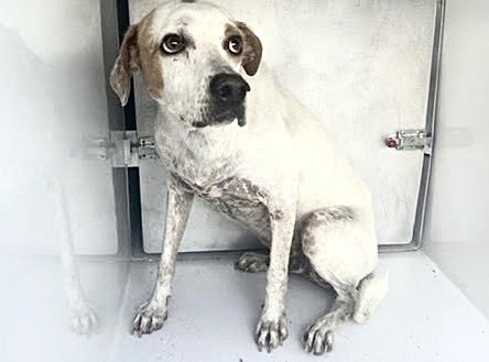 A662827, a dog for adoption from Harris County Pets