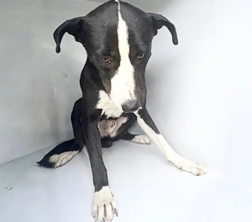 A662833, a dog for adoption from Harris County Pets