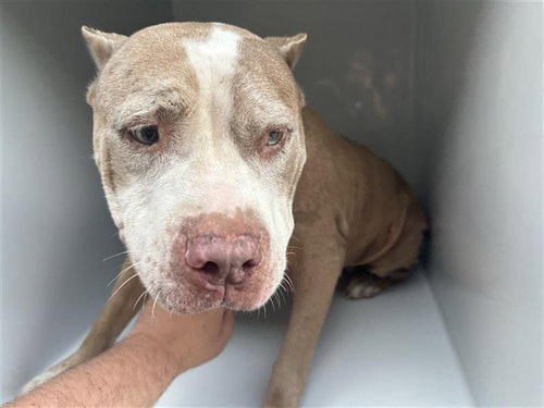 A662839, a dog for adoption from Harris County Pets