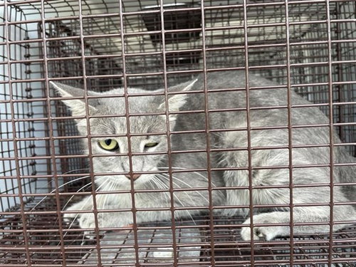 A662844, a cat for adoption from Harris County Pets