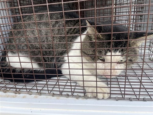 A662845, a cat for adoption from Harris County Pets