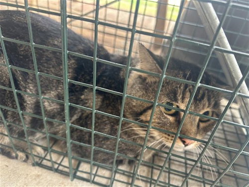 A662847, a cat for adoption from Harris County Pets