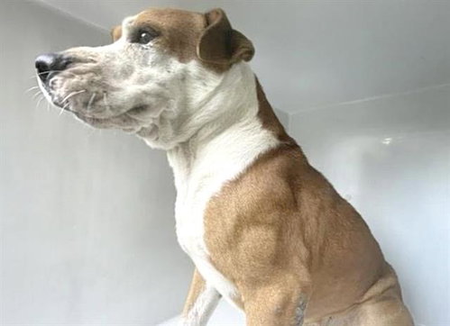A662857, a dog for adoption from Harris County Pets