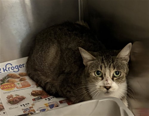 A662871, a cat for adoption from Harris County Pets