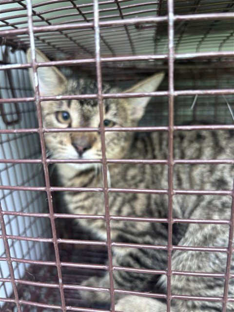 A662880, a cat for adoption from Harris County Pets
