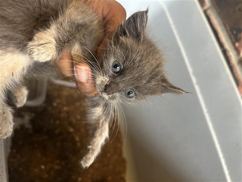 A662888, a cat for adoption from Harris County Pets