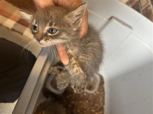 A662889, a cat for adoption from Harris County Pets