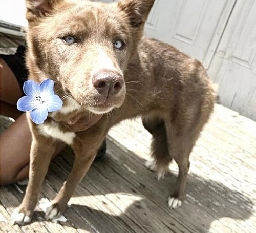 A662909, a dog for adoption from Harris County Pets