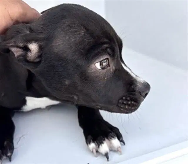 Unknown - Pit Bull Terrier