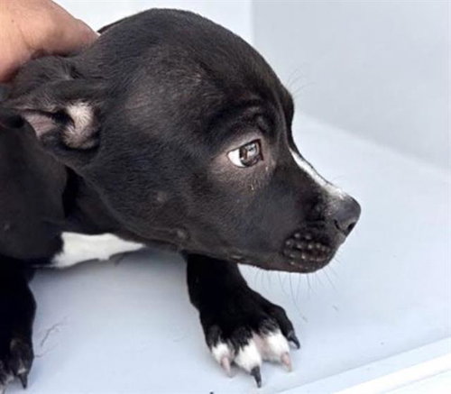A662865, a dog for adoption from Harris County Pets