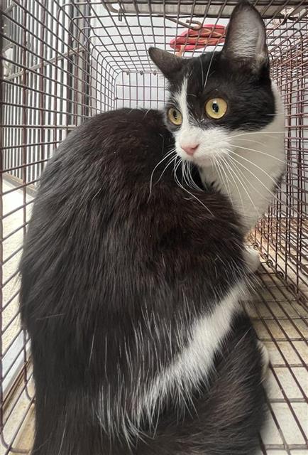 A662920, a cat for adoption from Harris County Pets
