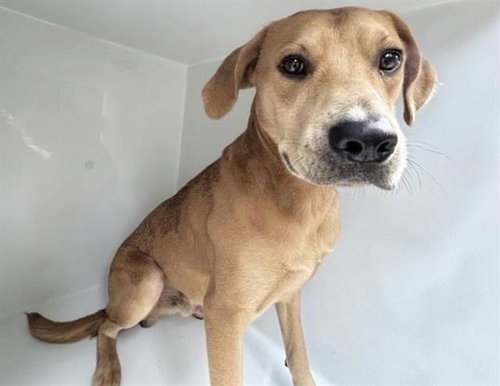 A662925, a dog for adoption from Harris County Pets