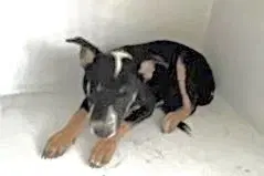 Unknown - German Shepherd Dog