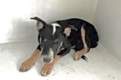 A662945, a dog for adoption from Harris County Pets