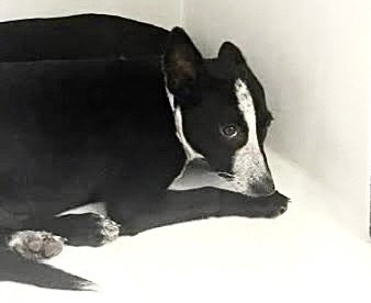 A662950, a dog for adoption from Harris County Pets