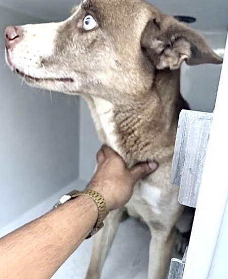 A662964, a dog for adoption from Harris County Pets