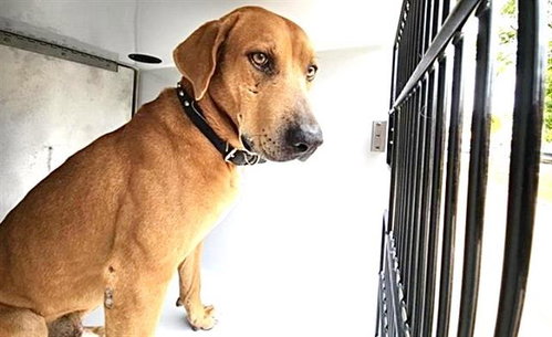 CANELO, a dog for adoption from Harris County Pets