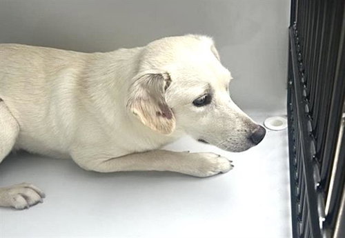 DAISY, a dog for adoption from Harris County Pets