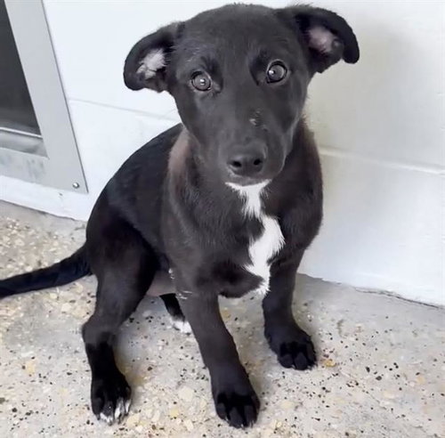 TOOTSIE ROLL, a dog for adoption from Harris County Pets