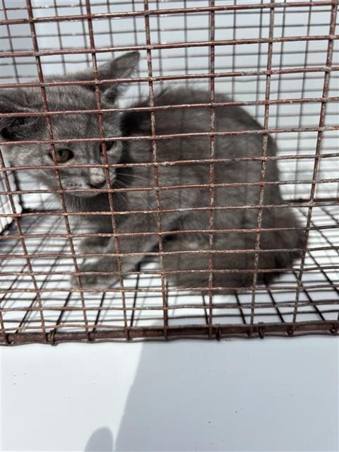 A662914, Domestic Short Hair